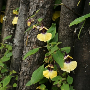 Impatiens delavayi